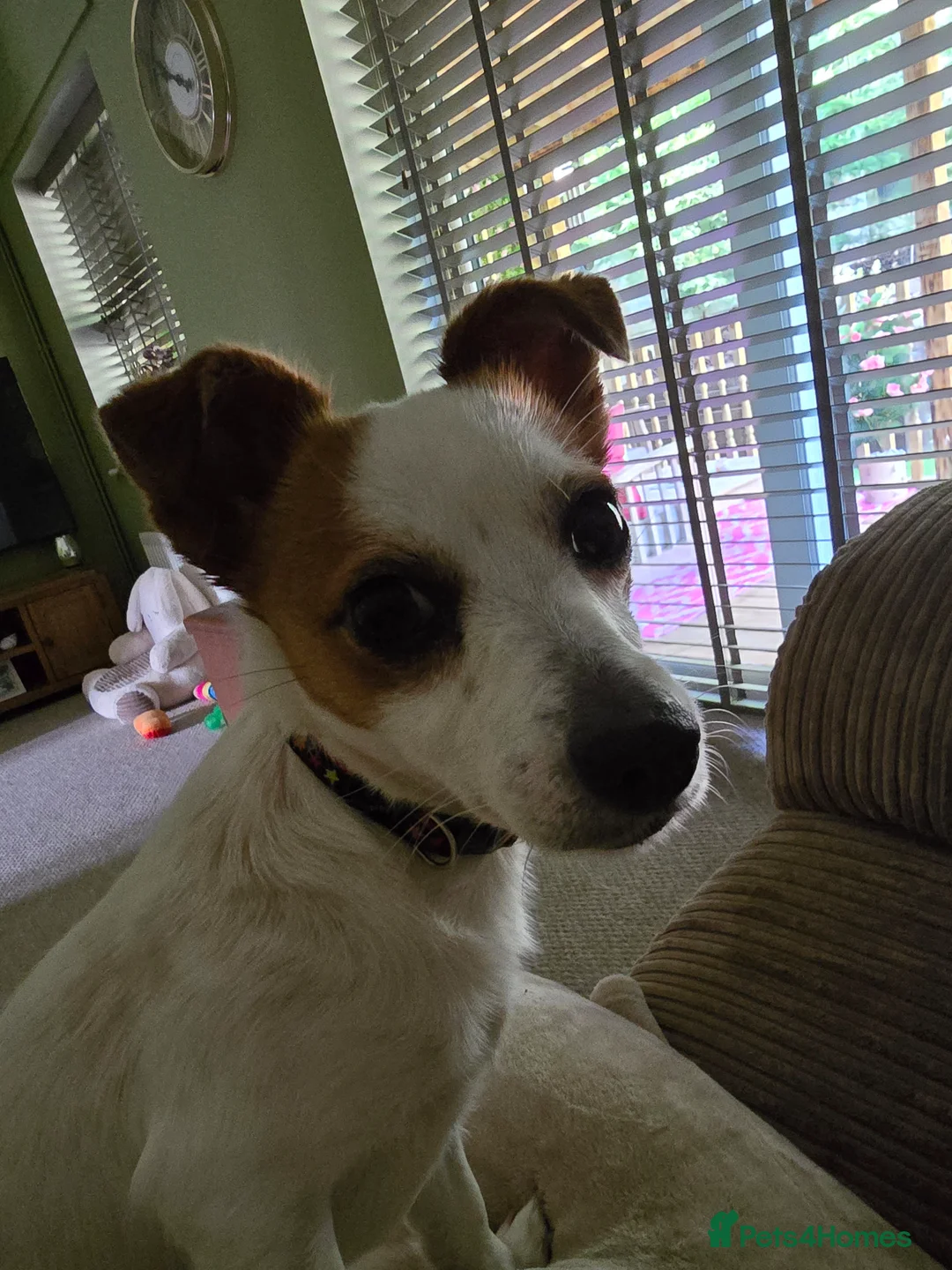 Jack Russell dogs for sale: jack russell  in Bridgnorth - Advert 1