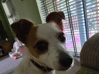 Jack Russell dogs jack russell - Advert 4