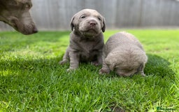 Labrador Retriever dogs for sale: Stunning kc silver Labradors  - Image 13