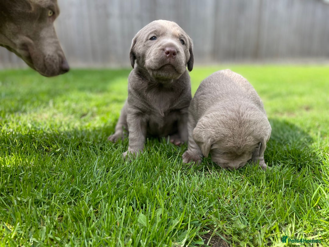 Labrador Retriever dogs for sale: Stunning kc silver Labradors  - Image 13