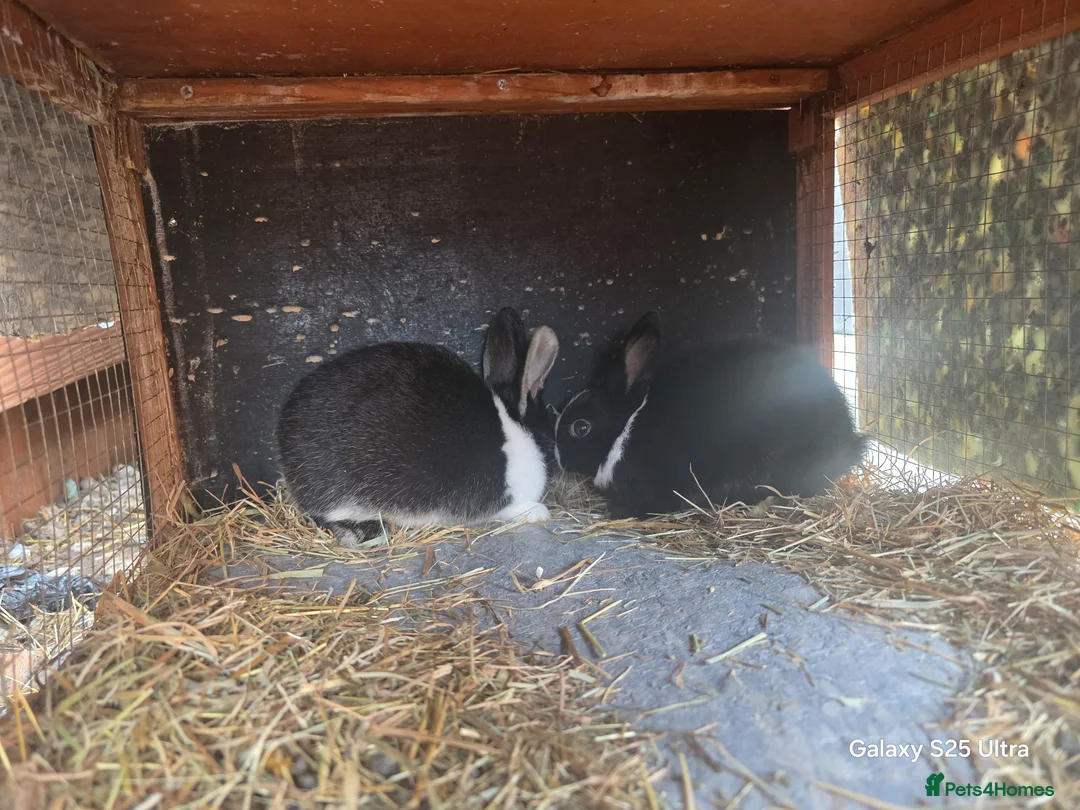 Dutch rabbits for sale: Bunnies male and female available in Liverpool - Advert 2