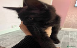 Mixed Breed cats for sale: Kitten  - Image 2
