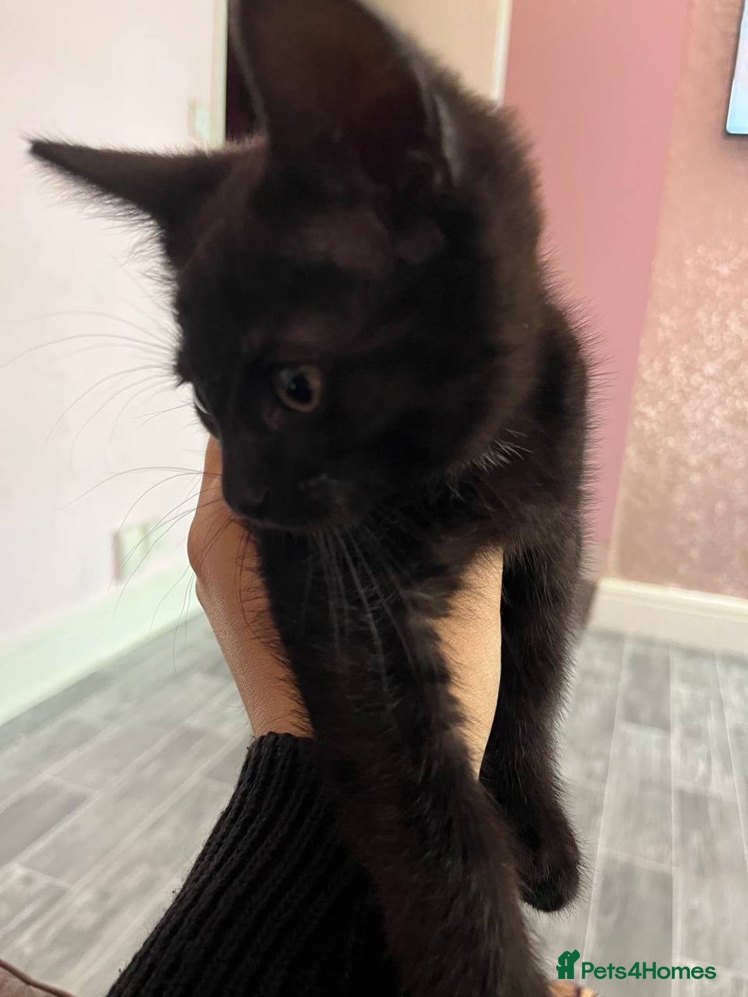 Mixed Breed cats for sale: Kitten  - Image 2
