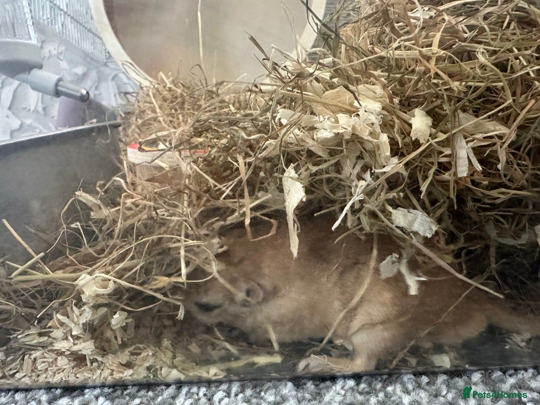 Gerbil rodents for sale: Gerbil - Image 1