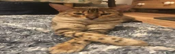 Bengal cats for sale: Female  Bengal  - Advert 6