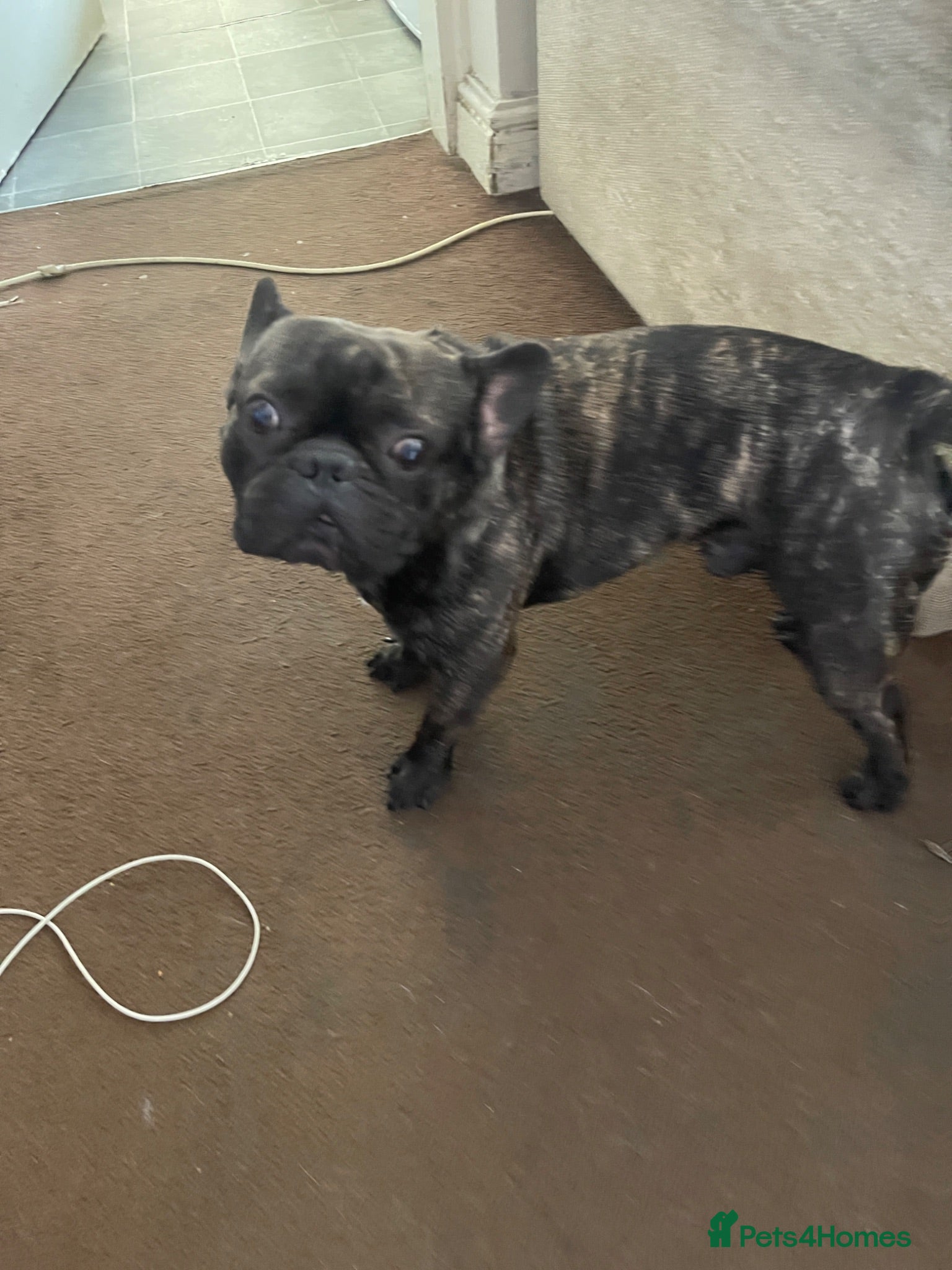 French Bulldog dogs French bulldog male  - Advert 2
