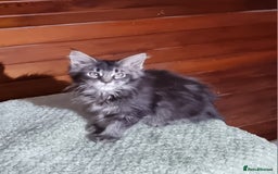 Maine Coon cats for sale: GCCF Pedigree Maine Coon Kittens for sale  - Image 10