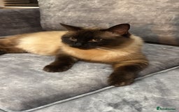 Ragdoll cats for sale: 2 beautiful ragdoll cats - Image 1