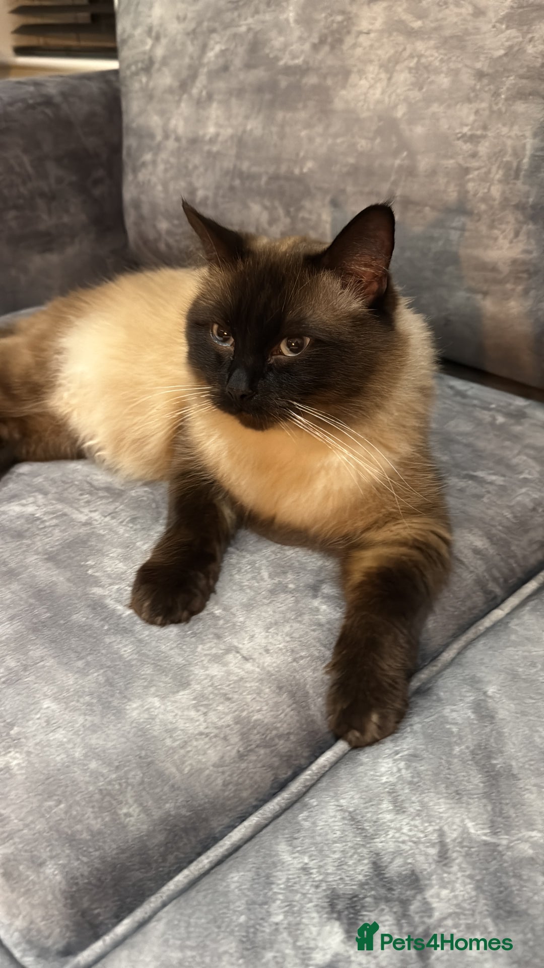 Ragdoll cats for sale: 2 beautiful ragdoll cats - Image 1