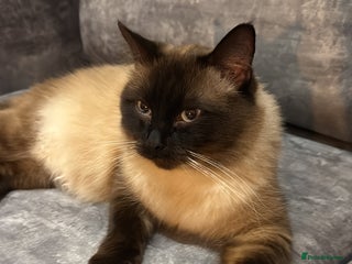 Ragdoll cats - Advert 3