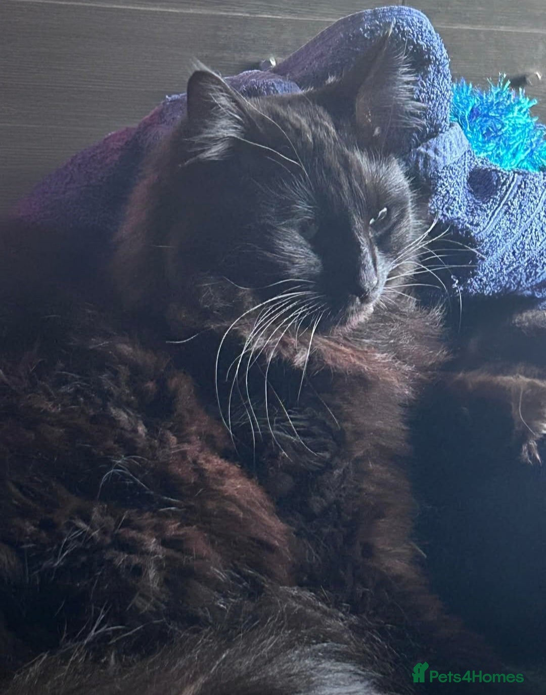 Mixed Breed cats Ragdoll X Domestic Long Hair. - Advert 2