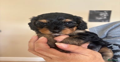 Cavapoo dogs - Advert 1