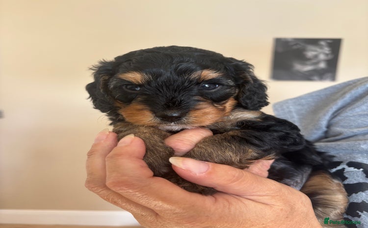 Cavapoo dogs - Advert 10