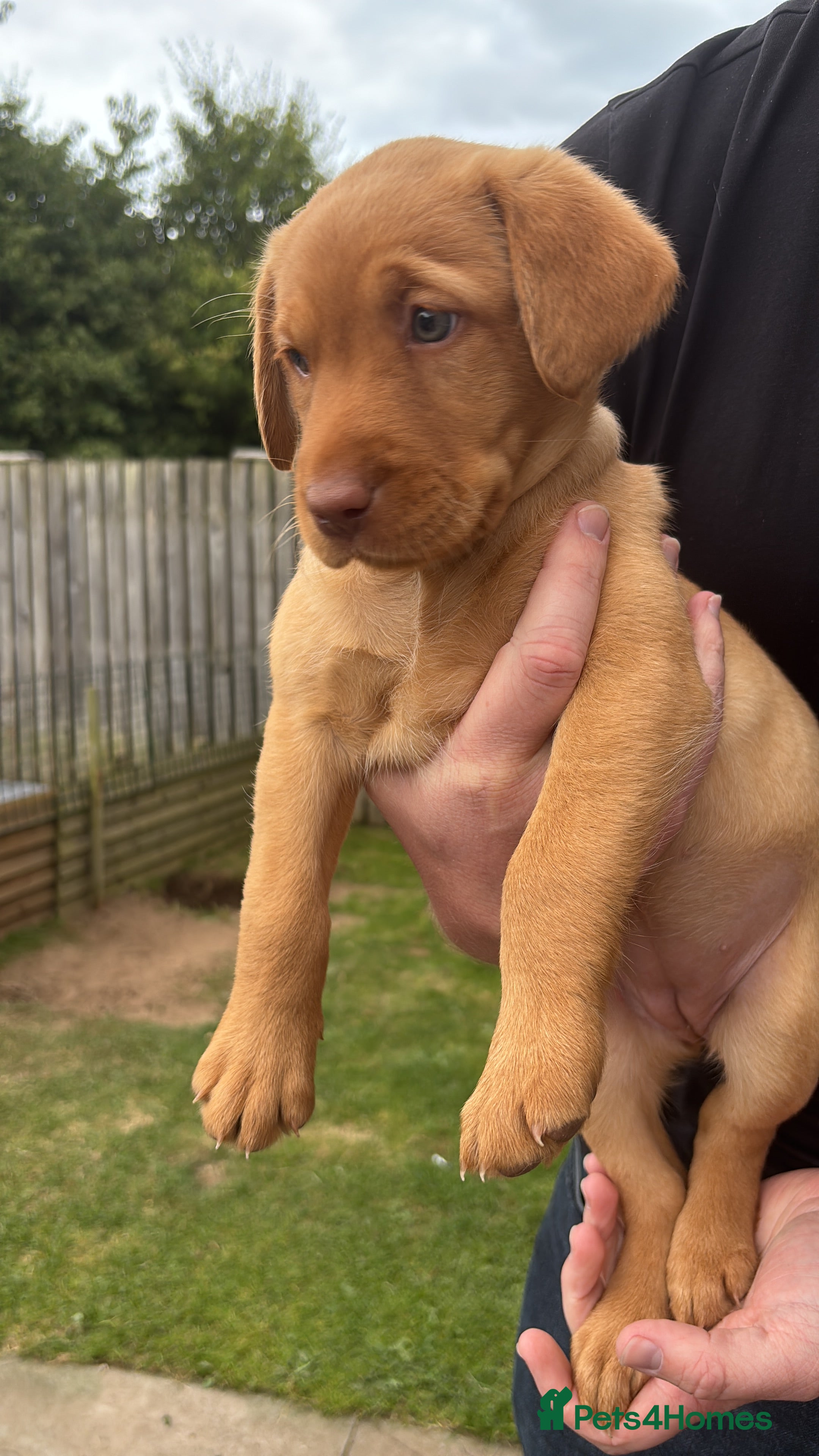 Labrador Retriever dogs KC registered Fox Red Labrador Puppies - Advert 2
