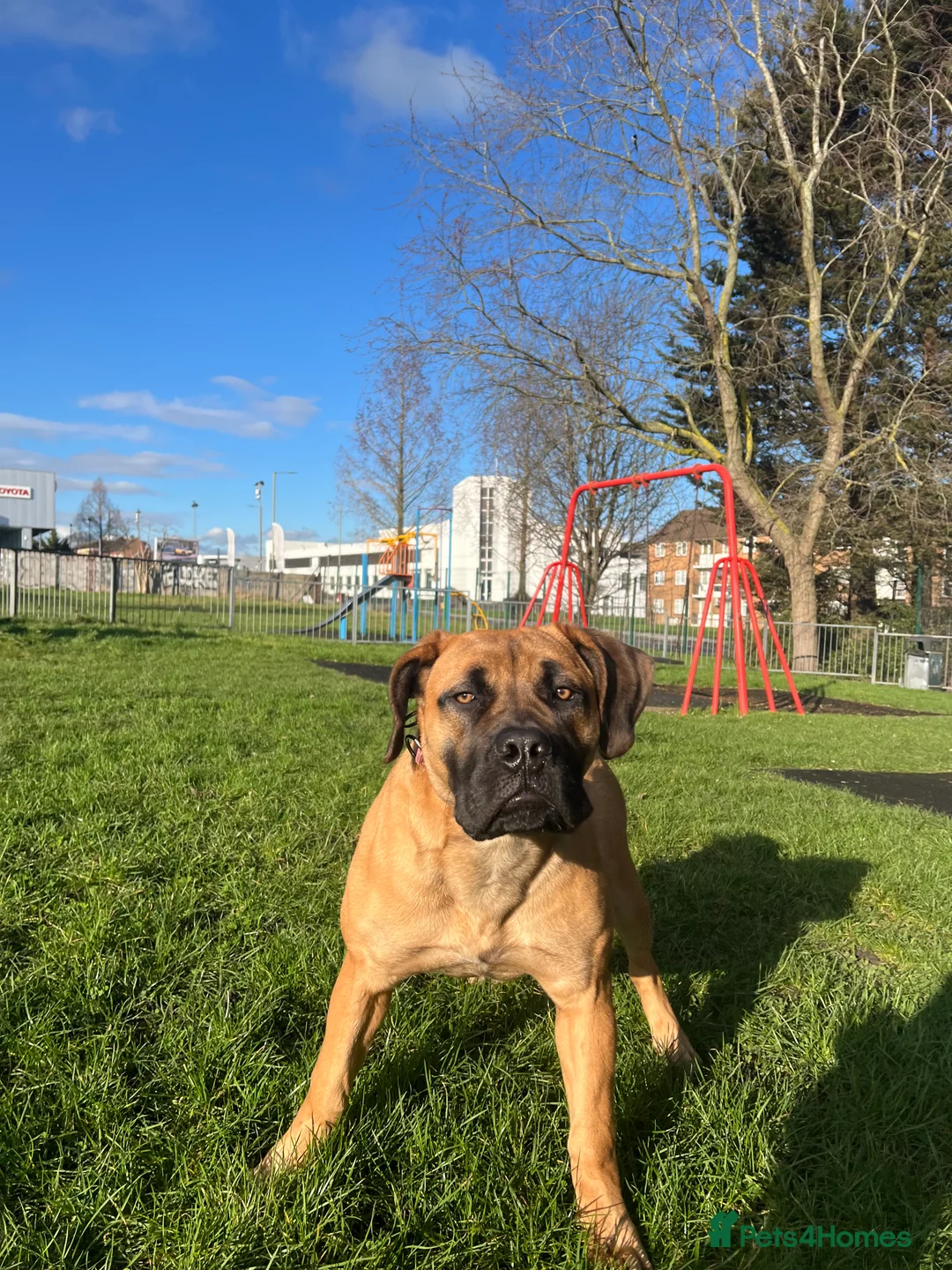 Boerboel dogs for sale: Stunning Boerboel Girl - Advert 13