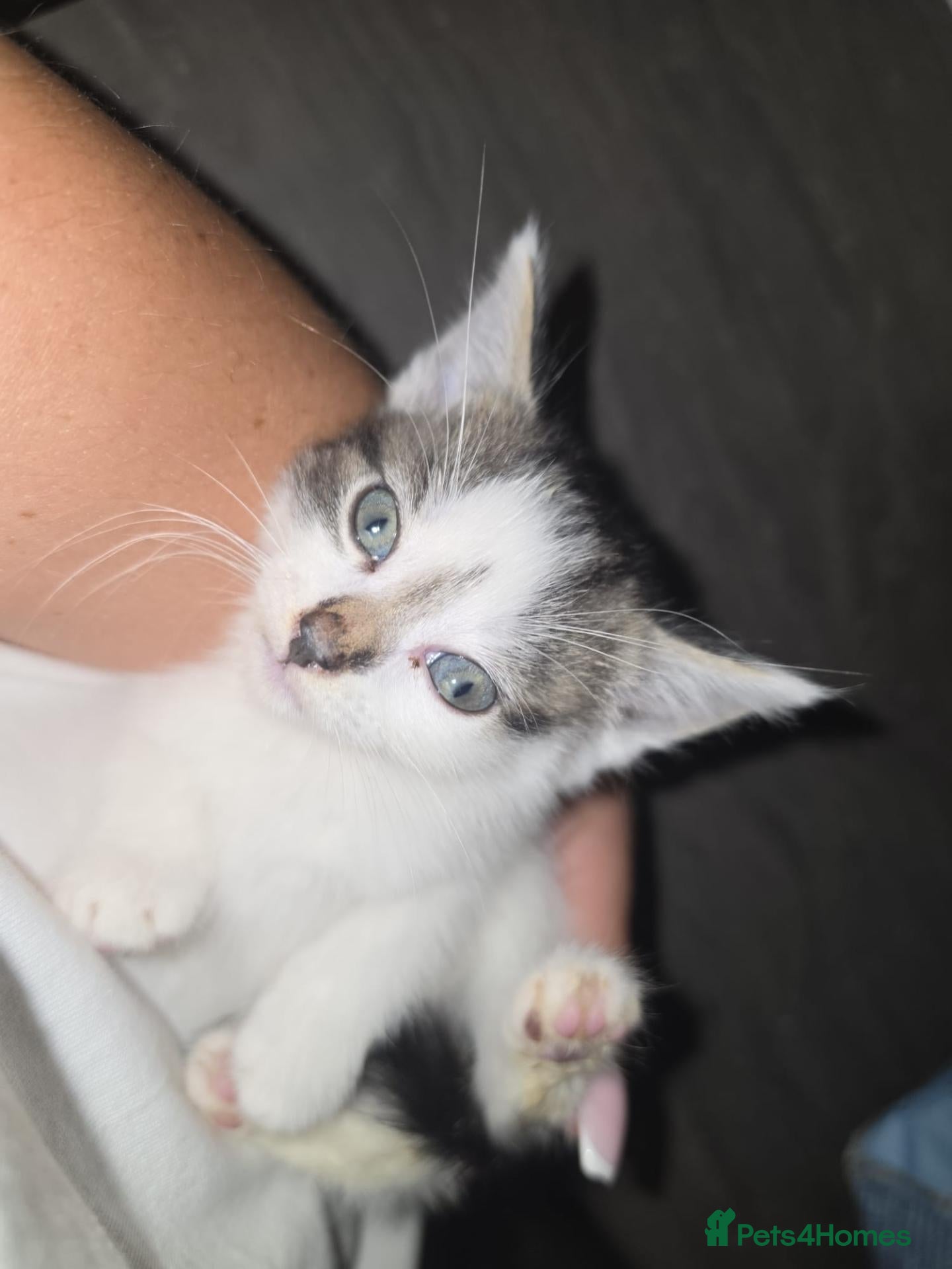 Mixed Breed cats Beautiful Lilac kittens  - Advert 2