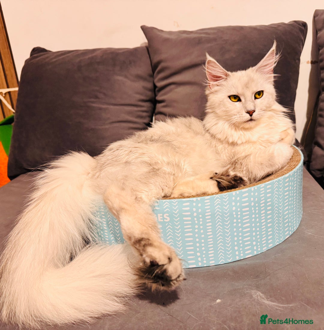 Maine Coon cats for sale: Maine coon polydactyl kittens DNA clear  - Image 8