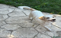 Mixed Breed dogs for adoption: SNOOPYBOLT, a handsome puppy boy for a Loving Home - Image 10