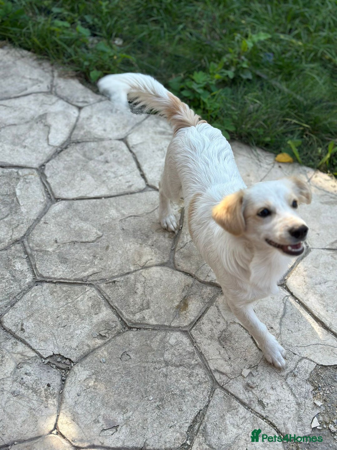 Mixed Breed dogs for adoption: SNOOPYBOLT, a handsome puppy boy for a Loving Home - Image 10