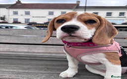 Beagle dogs for sale: Lexi  - Advert 6