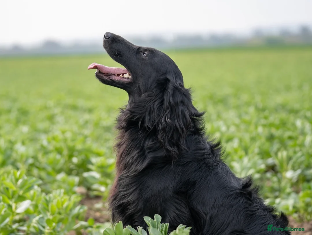 Flat coated Retriever dogs for stud: PROVEN Flatcoated Retriever for Stud 0/0 Hips in Bishop Auckland - Advert 2