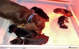 Miniature Dachshund dogs for sale: Miniature Dachshunds looking for perfect Home - Image 11