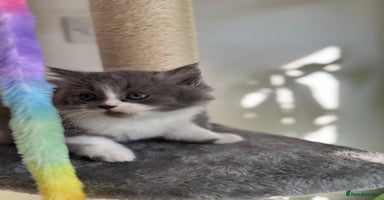 British Longhair cats - Advert 4