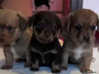 Mixed Breed dogs Dameranians - Advert 5