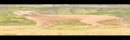 Italian Greyhound dogs for sale: Italian Greyhound KC  – Blue Girl & Fawn Boys - Advert 10