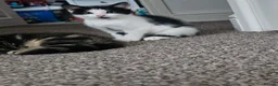 Mixed Breed cats for sale: Beautiful kitties  - Advert 22