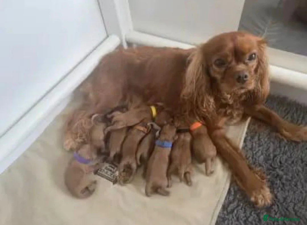 Cavapoo dogs for sale: Beautiful cavapoo puppies - Advert 2