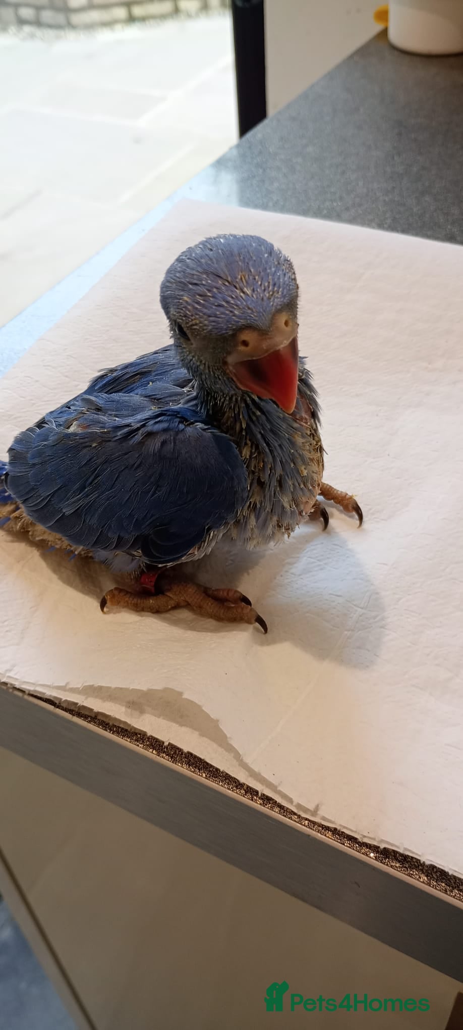 Ringnecks birds Hand-Reared Baby. R Ringnecks  for Sale  - Advert 2