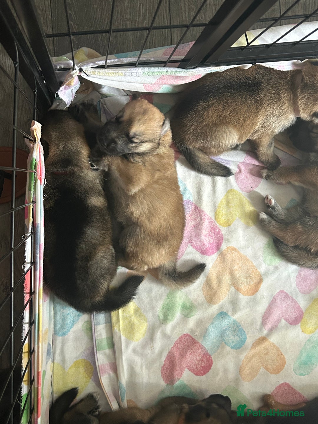 Shepsky dogs for sale: German shepherd x husky 3 weeks old  - Image 8