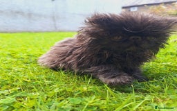 Persian cats for sale: Adorable Pure persian kitten  - Image 7