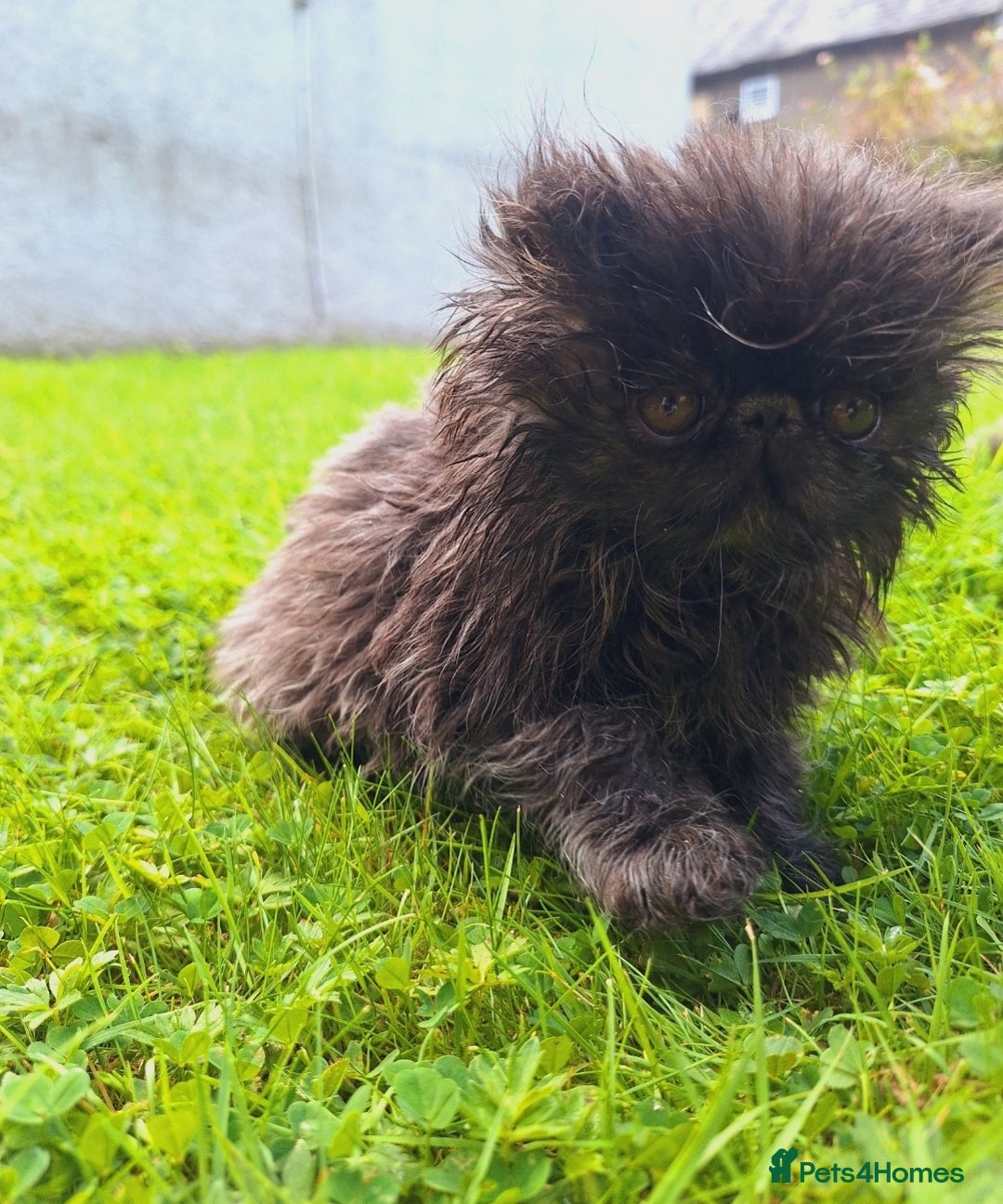Persian cats for sale: Adorable Pure persian kitten  - Image 7