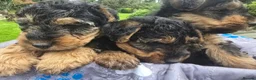 Welsh Terrier dogs for sale: Gorgeous welsh terriers puppies  - Advert 6