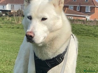 Siberian Husky dogs in Southall - Advert 1