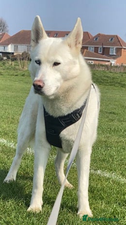 Siberian Husky dogs in Southall - Advert 1