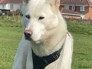 Siberian Husky dogs Ghost in Southall - Advert 6
