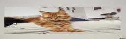 Maine Coon cats for sale: Male Maine Coon - Advert 3