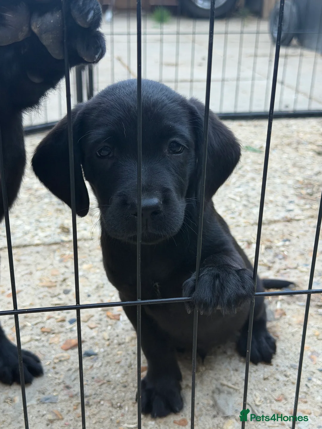Cockerdor dogs for sale: Gorgeous Cockerdor puppies  - Advert 5