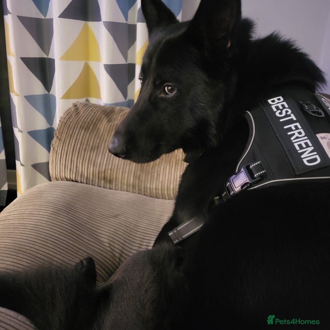 Mixed Breed dogs for sale: Looking to rehome our Gorgeous Boy - Image 3