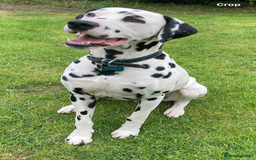 Dalmatian dogs for stud: *PROVEN* KC reg black spotted handsome William +/+ in Birmingham - Image 2