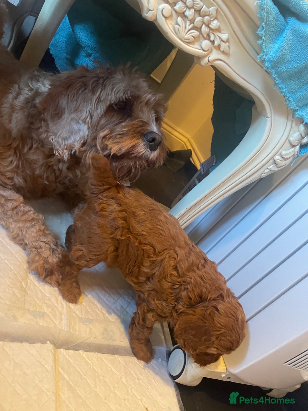 Cavapoo dogs for sale: F1b Cavapoooo  - Advert 16