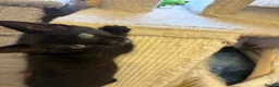 Mixed Breed cats for sale: Kittens for sale - Advert 7