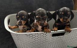 Dachshund dogs for sale: Miniature dachshund  - Image 1