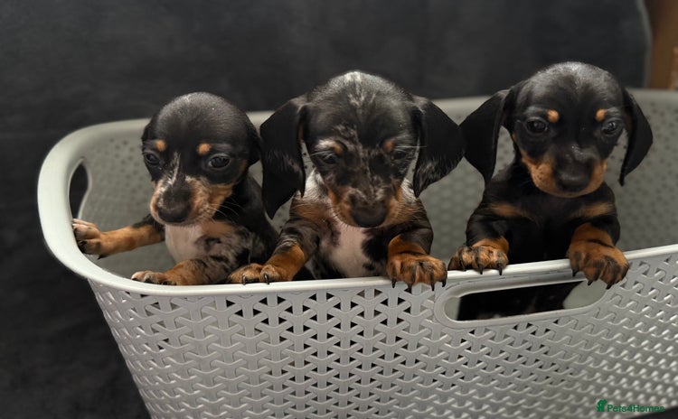 Dachshund dogs - Advert 4