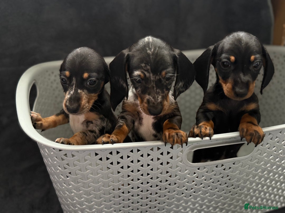 Dachshund dogs for sale: Miniature dachshund  - Image 1