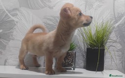Chiweenie dogs for sale: Ready now chi x Dachshund boy - Image 3