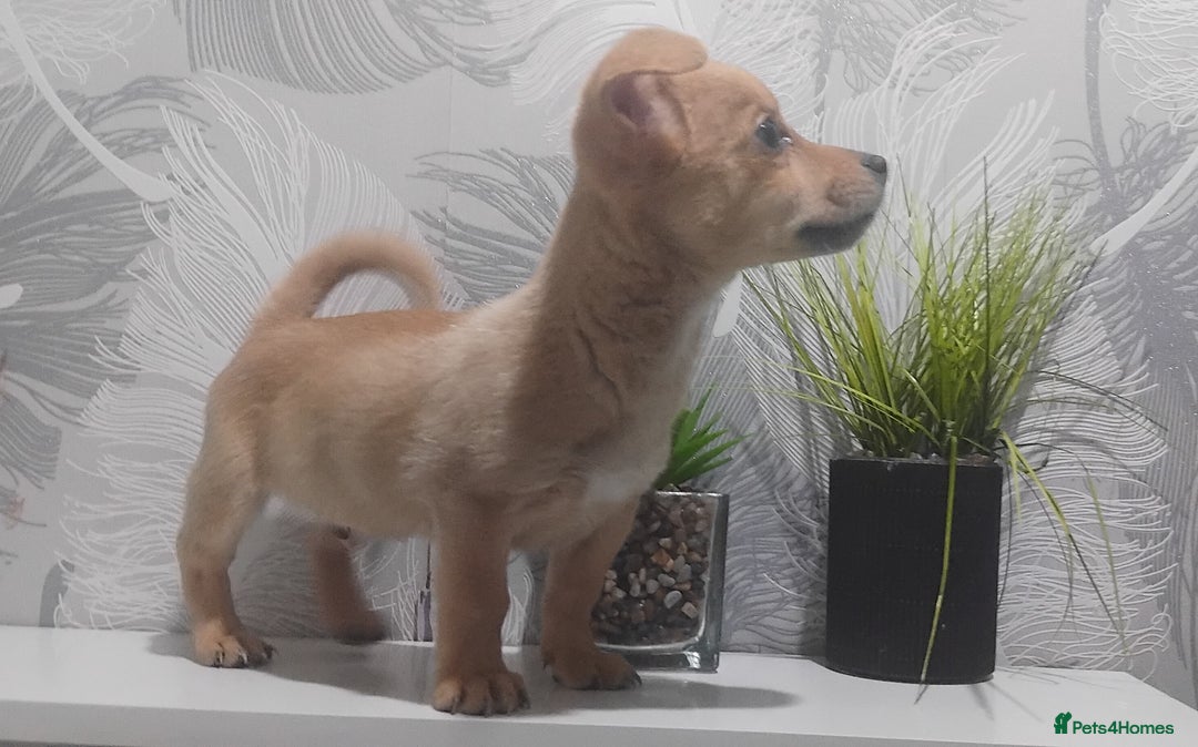 Chiweenie dogs for sale: Ready now chi x Dachshund boy - Image 3